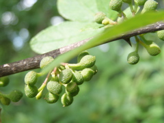 P6115091