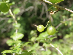 P6115081