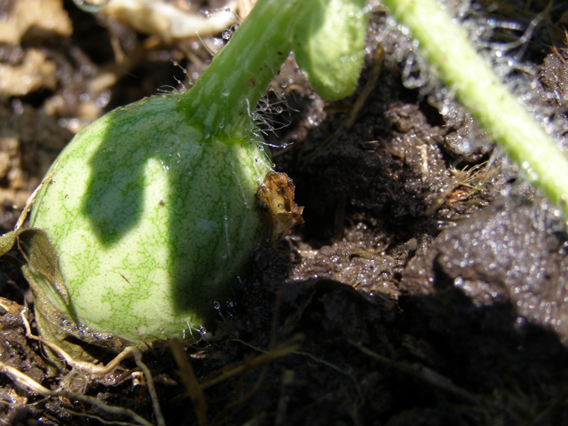P7085332.JPG