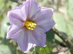 P7085334.JPG