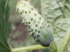 P7085344.JPG