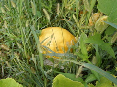 P8055444.JPG
