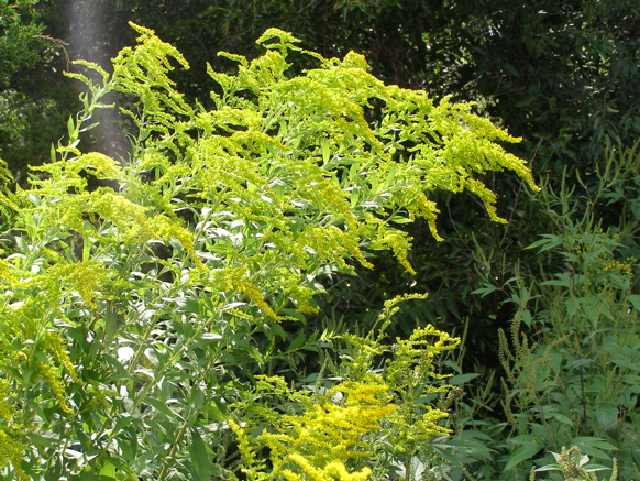 P8195545.JPG