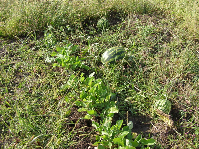 P9295775.JPG