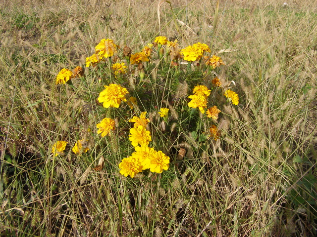 PA225854.JPG