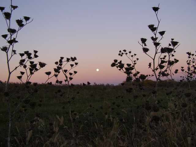 PA255882.JPG