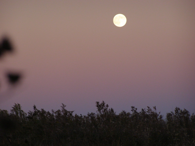 PA255884.JPG