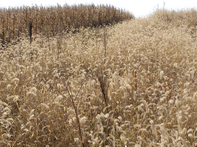 PA275902.JPG