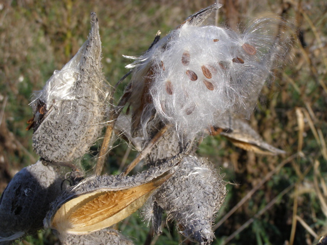 PA275910.JPG