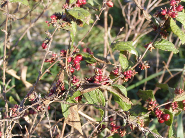 PA275912.JPG