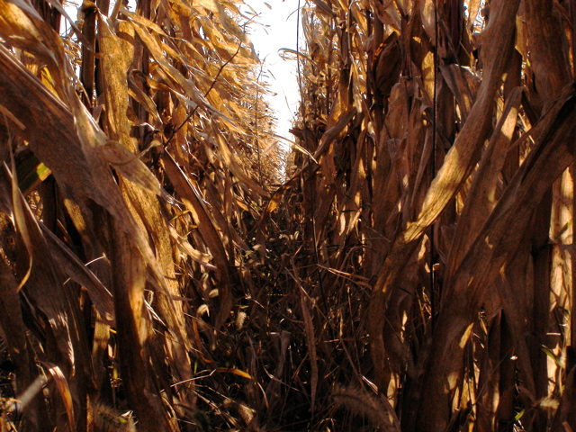 PA275915.JPG