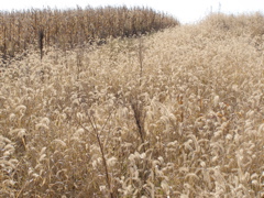 PA275902.JPG