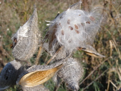 PA275910.JPG