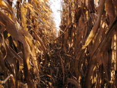 PA275915.JPG