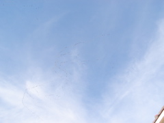 P3016594.JPG