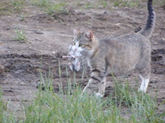 P5247137.JPG
