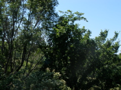 P6147347.JPG