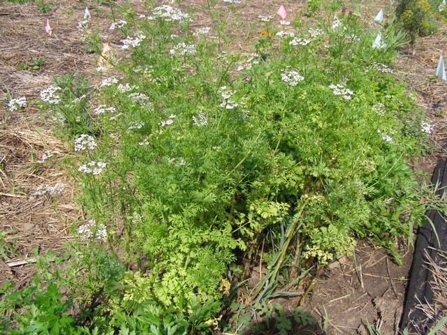 P7207579.JPG