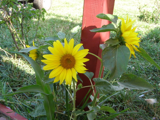 P7207587.JPG