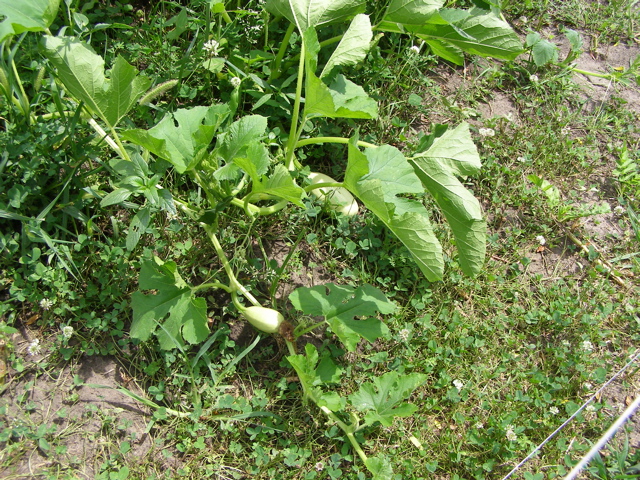 P7207591.JPG