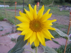 P7107550.JPG