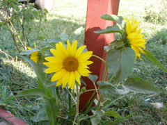 P7207587.JPG