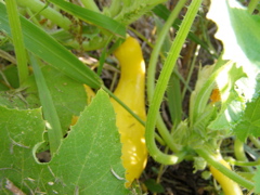 PA117880.JPG