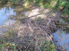 PA117910.JPG