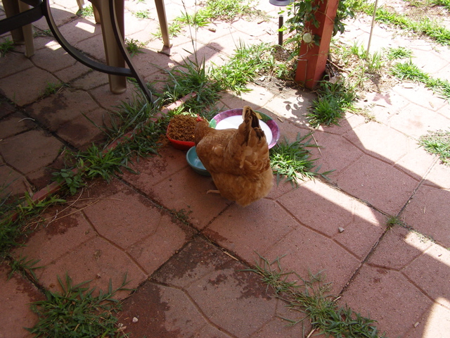P8010135.JPG